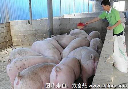 霉菌毒素对养猪有什么危害?如何制止呢