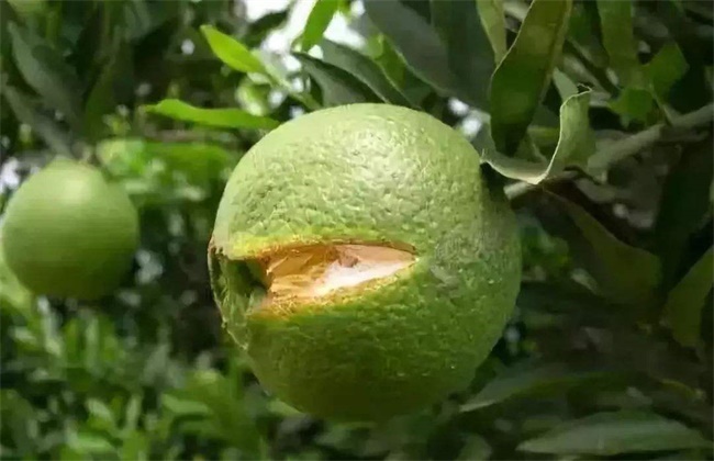 柑橘日灼病的防治方法