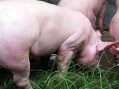 湖北宜昌有没有非洲猪瘟？