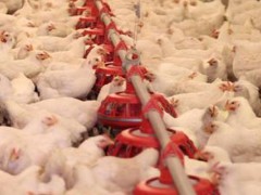 肉鸡侧身死是什么原因？