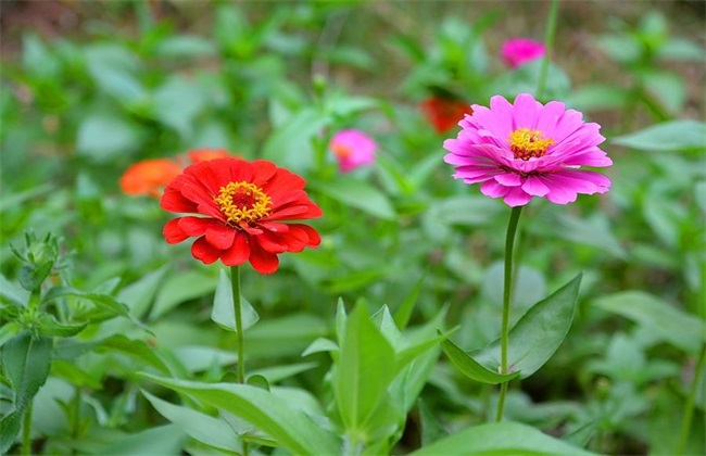 百日菊 养殖方法 百日菊养殖