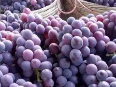 中国的葡萄种植始于哪个朝代？