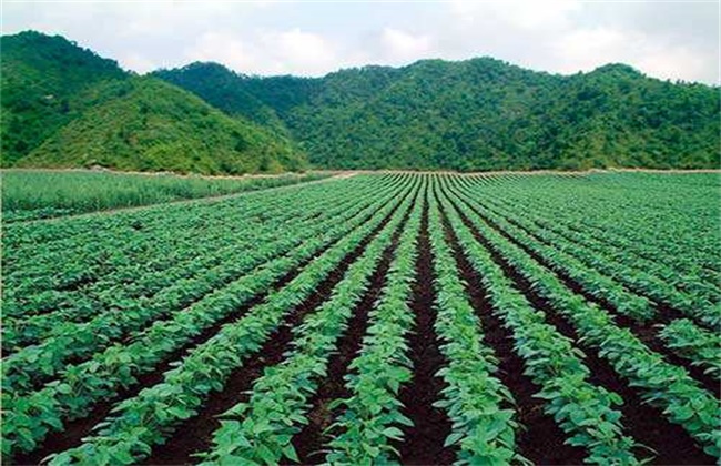 大豆高产施肥技术
