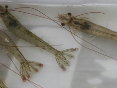 南美白对虾放苗时有很多水蚤需要喂料吗？