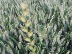 新矮抗58小麦品种？