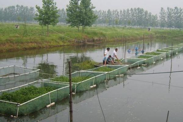 过硫酸氢钾在水产养殖中的应用