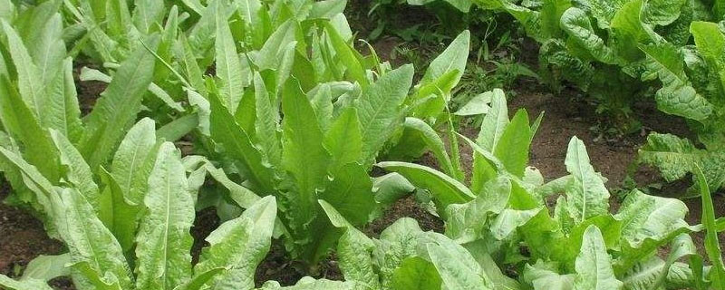 油麦菜在零下几度冻死