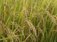我国现存最早总结江南水稻地区栽培技术的一部农书是？