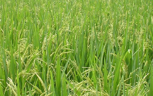 水稻生长后期栽培要点