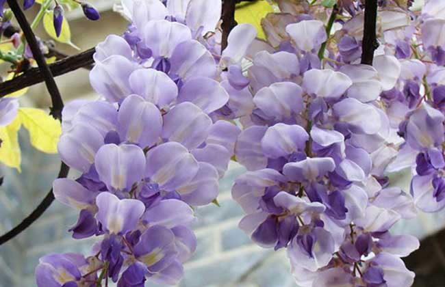 紫藤花的花语和传说