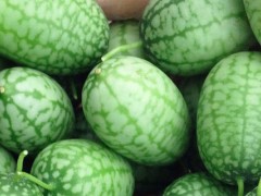 拇指西瓜是几月种植的？