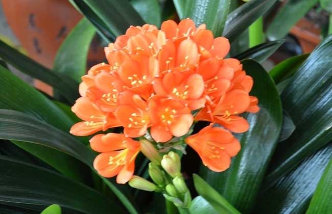 君子兰开花时间和延长花期的方法