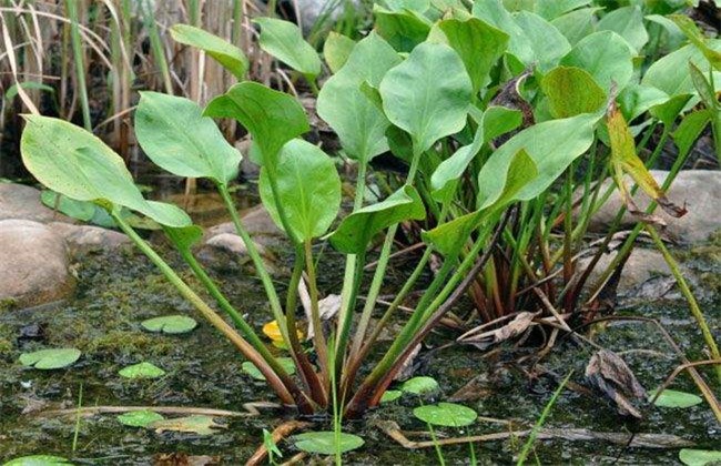 泽泻 田间管理 要点