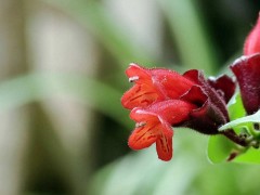 口红花有毒吗