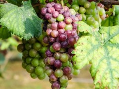 中国葡萄种植始于哪个朝代？
