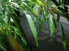 竹子怎么养才能更旺盛?