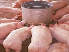 土方法测母猪有没有怀孕？