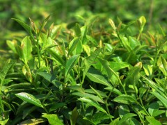 茶树乔木与灌木的区别？