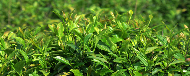 茶树乔木与灌木的区别