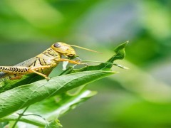 蝗虫气门的位置和数量？