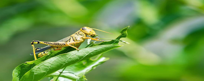 蝗虫气门的位置和数量