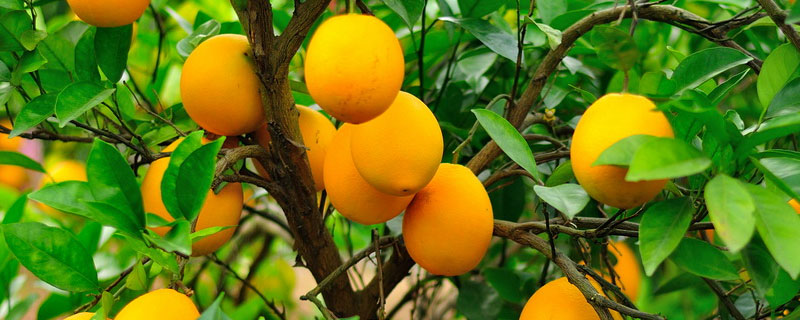 脐橙冬季清园用什么药