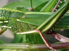 蝗虫棚内用什么消毒和杀菌？