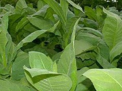 氯化胆碱对植物的作用？