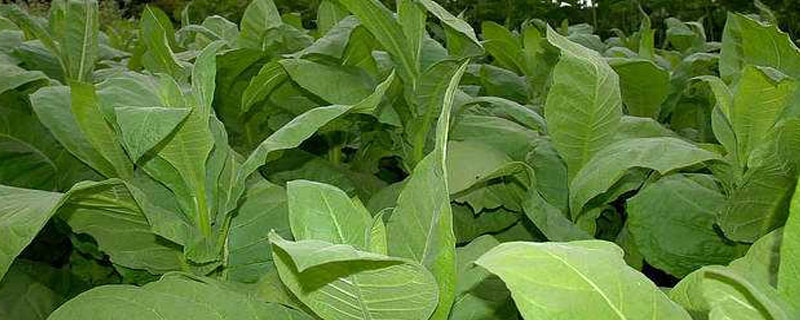 氯化胆碱对植物的作用