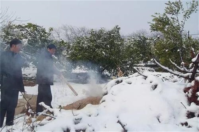 果树倒春寒怎样预防