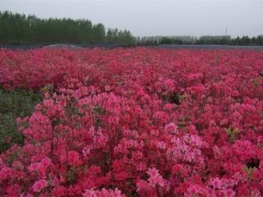 映山红怎么繁殖