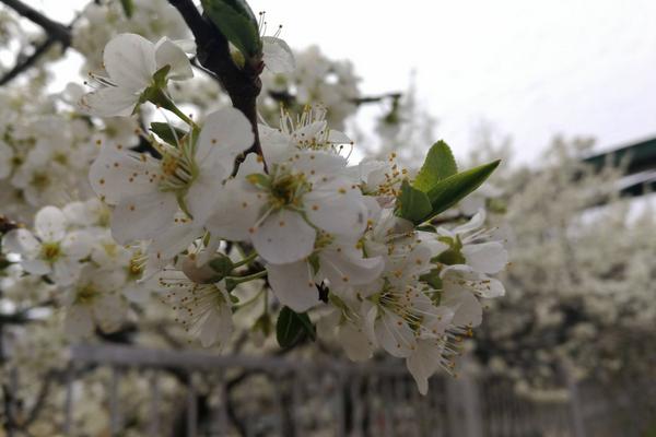 李树保花保果特效药