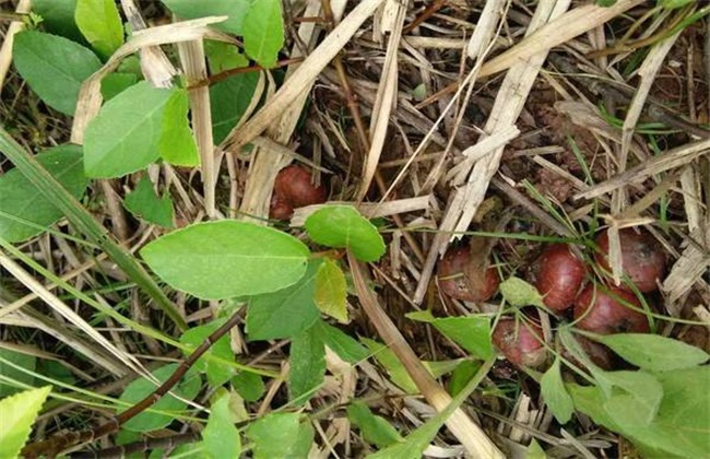 野地瓜 种植 技术