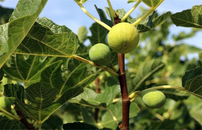 无花果 栽培 技术要点