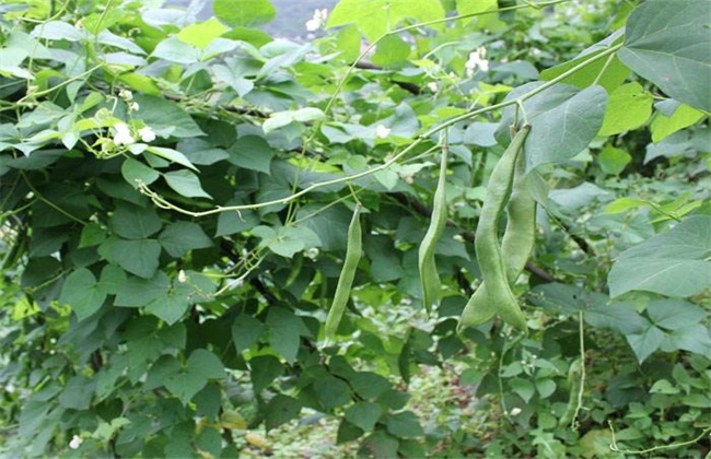 芸豆畸形的原因及解决方法