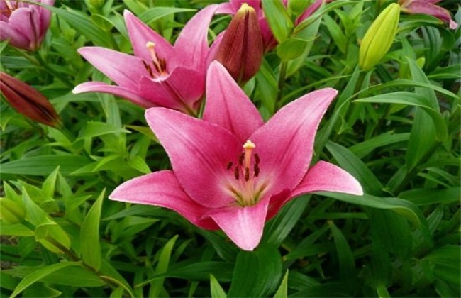 百合花黄叶 怎么回事