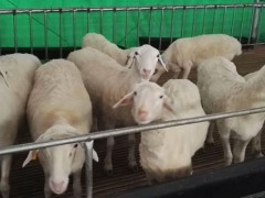 杜泊绵羊适合东北养殖吗？