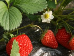 草莓茎秆、花瓣发红怎么办