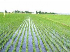 江南地区水稻栽培技术？