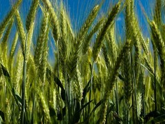 小麦雌蕊由几个心皮合生而成？