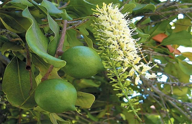 夏威夷果 种植 技术