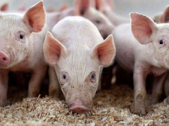 非瘟下剩余的猪可以养吗？