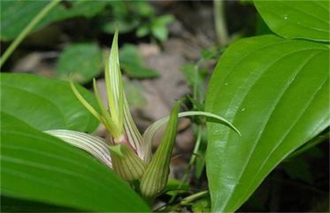 百部 种植管理 田间管理