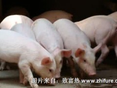 猪病的猪细小病毒病的疫苗接种