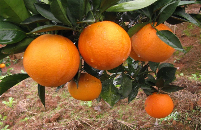 冰糖橙 栽培 技术