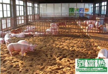 论发酵床对猪的重要性
