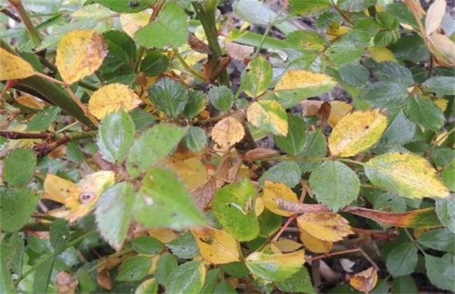 月季花黄叶原因 月季花黄叶