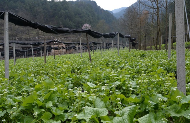 山葵 种植 技术