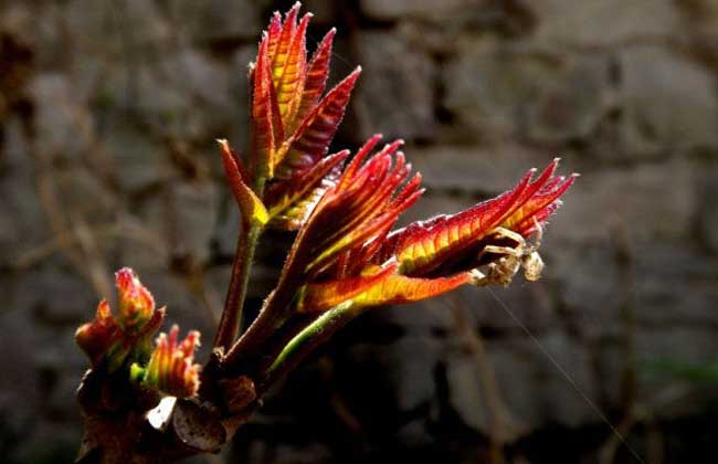 香椿芽苗菜<a href=https://www.dadasou.com/ny/zhongzhi/ target=_blank class=infotextkey>种植</a><a href=https://www.dadasou.com/news/142649.html target=_blank class=infotextkey>技术</a>