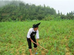 砂仁的种植条件